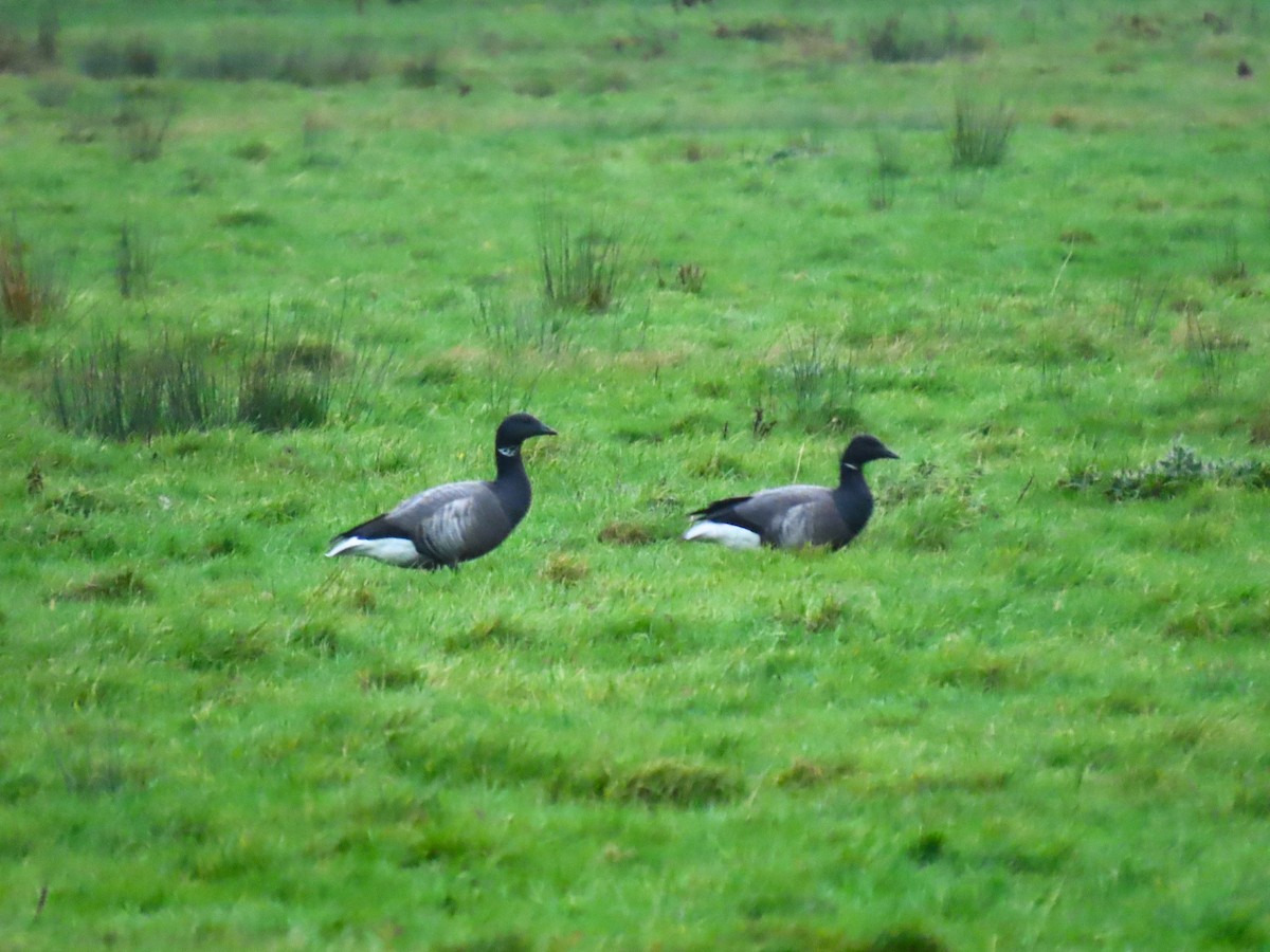 Brant (Dark-bellied) - ML645663262