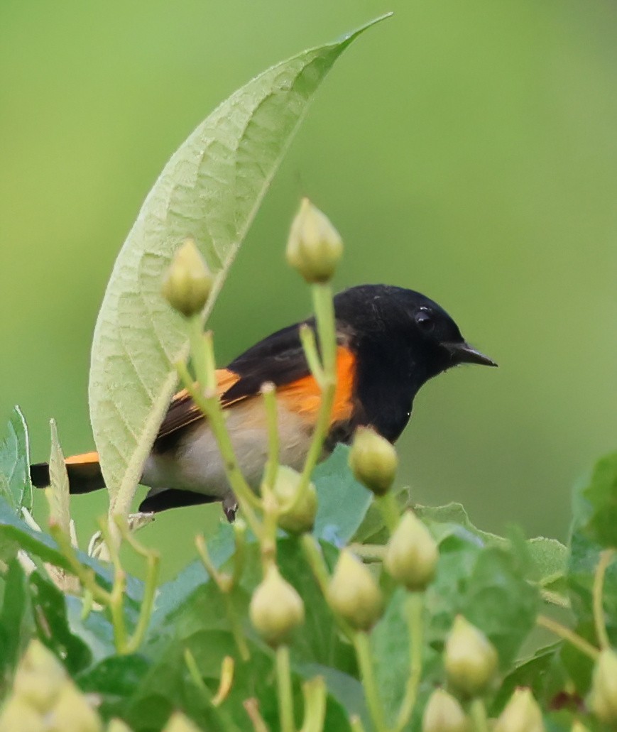 Paruline flamboyante - ML645663267