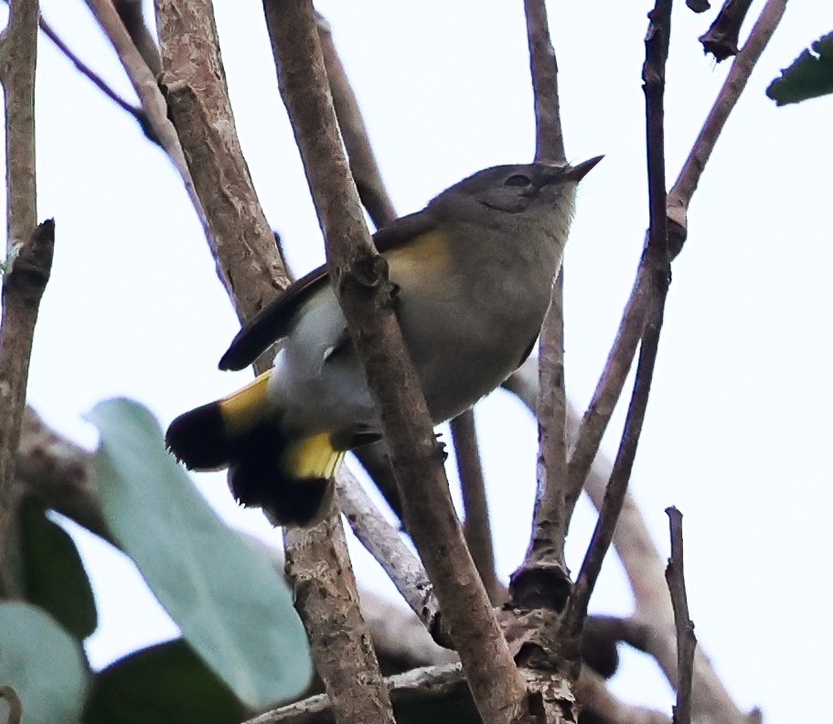 Paruline flamboyante - ML645663268