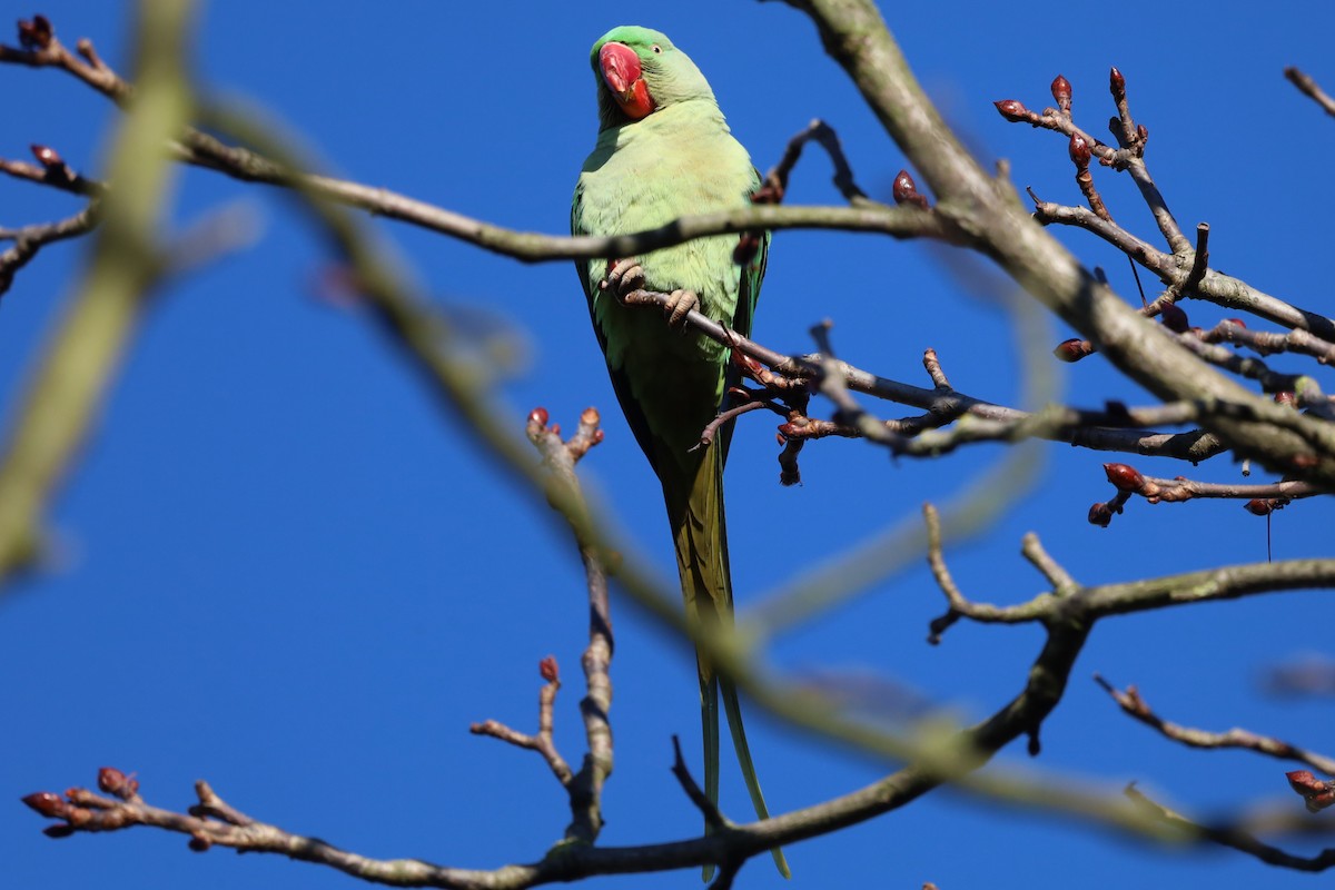 Alexandrine Parakeet - ML645663277
