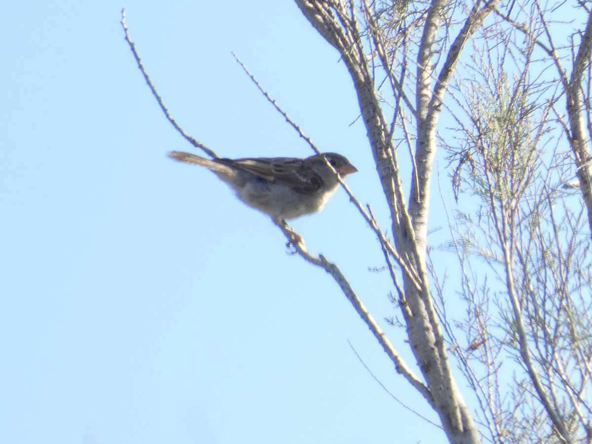 House Sparrow - ML645663280