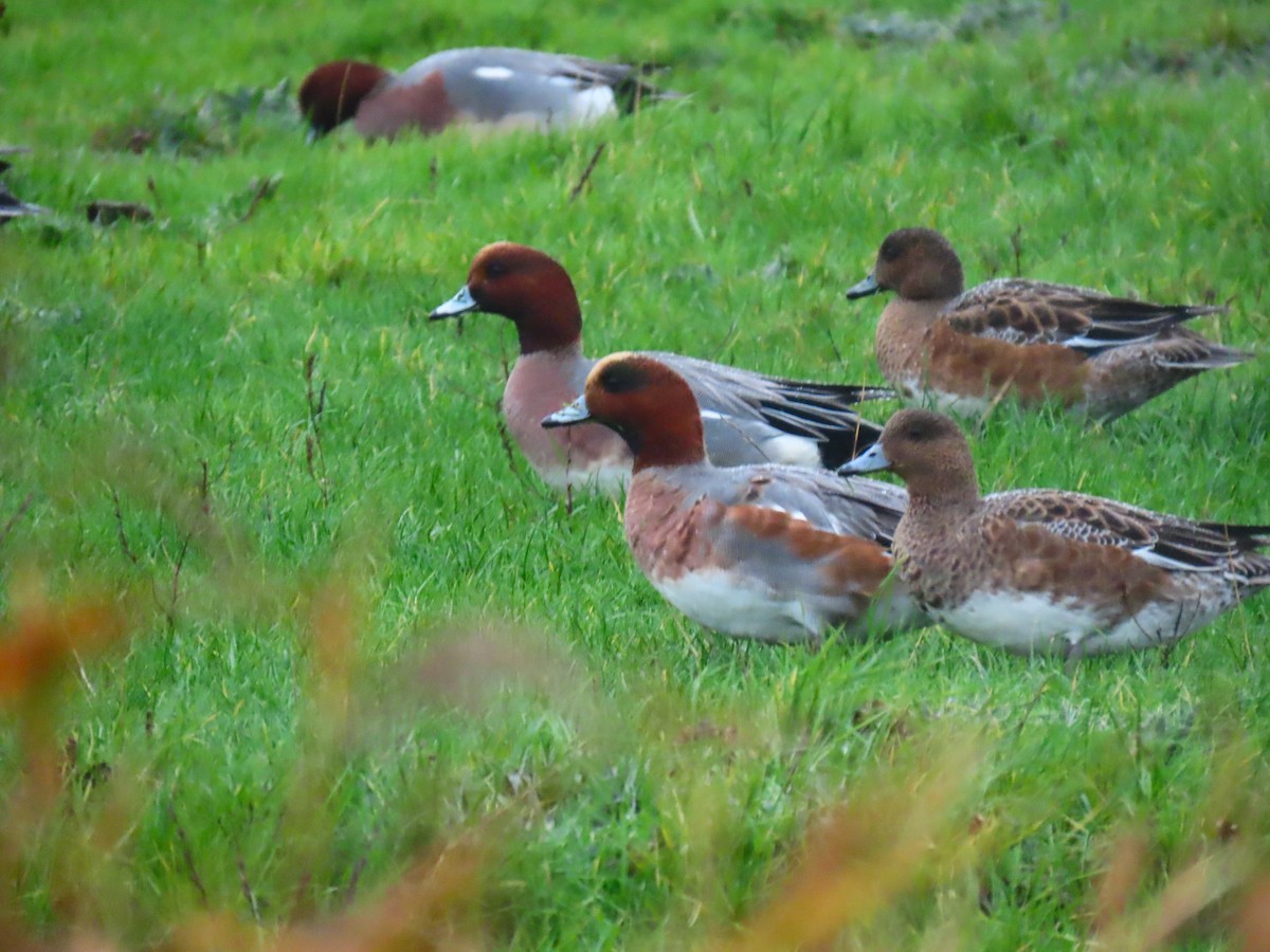 Eurasian Wigeon - ML645663281