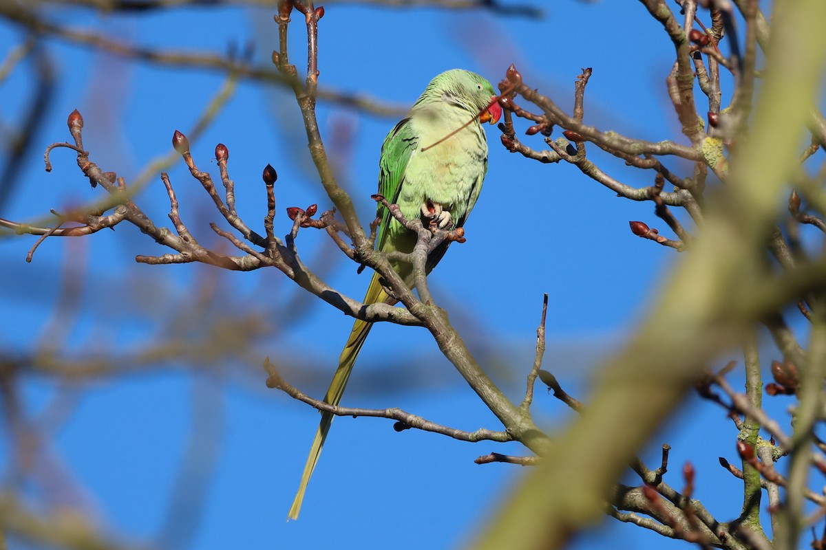 Alexandrine Parakeet - ML645663285