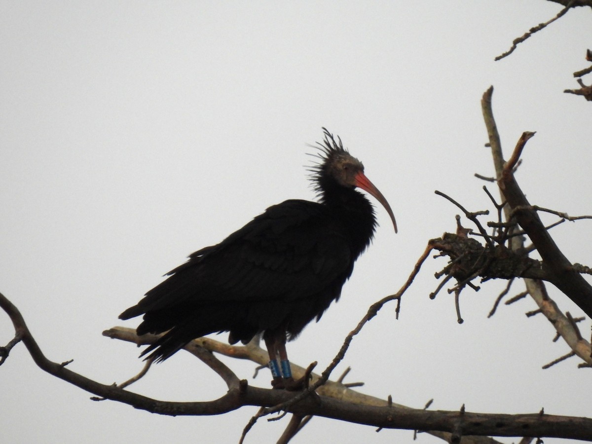 Northern Bald Ibis - ML645663287