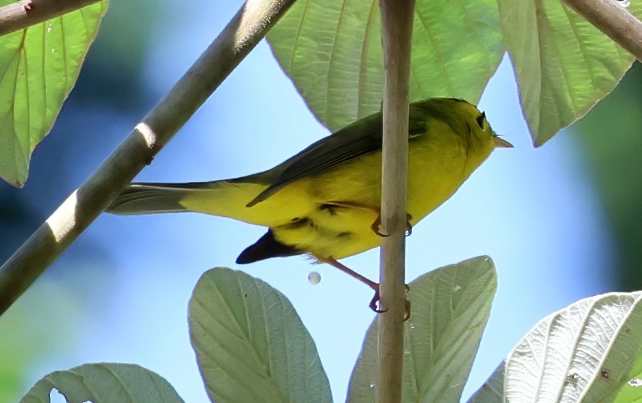 Wilson's Warbler - ML645663288