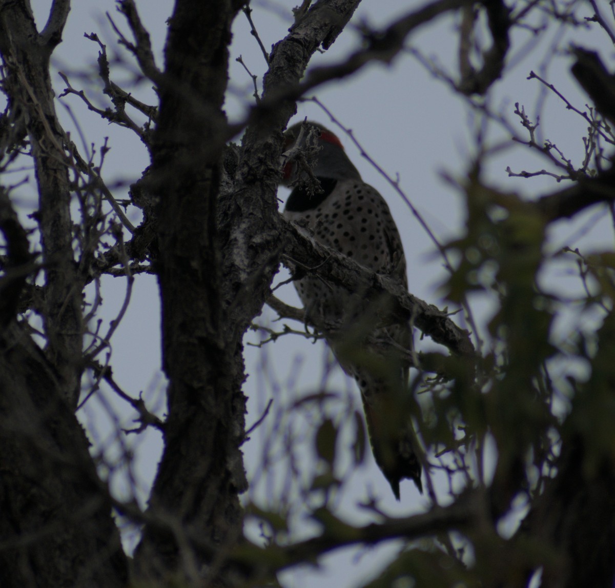 Northern Flicker (Yellow-shafted x Red-shafted) - ML645663289
