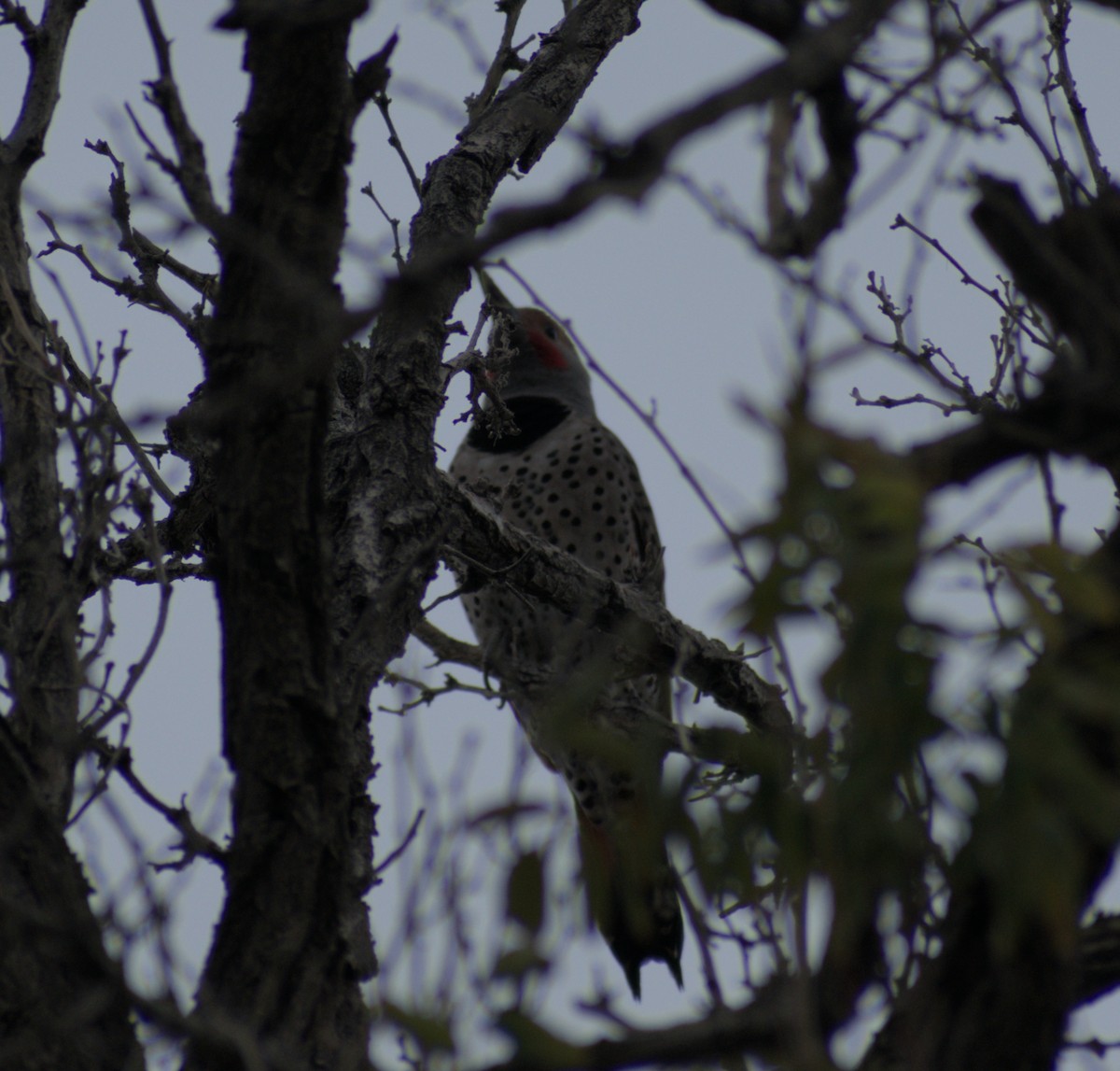Northern Flicker (Yellow-shafted x Red-shafted) - ML645663290