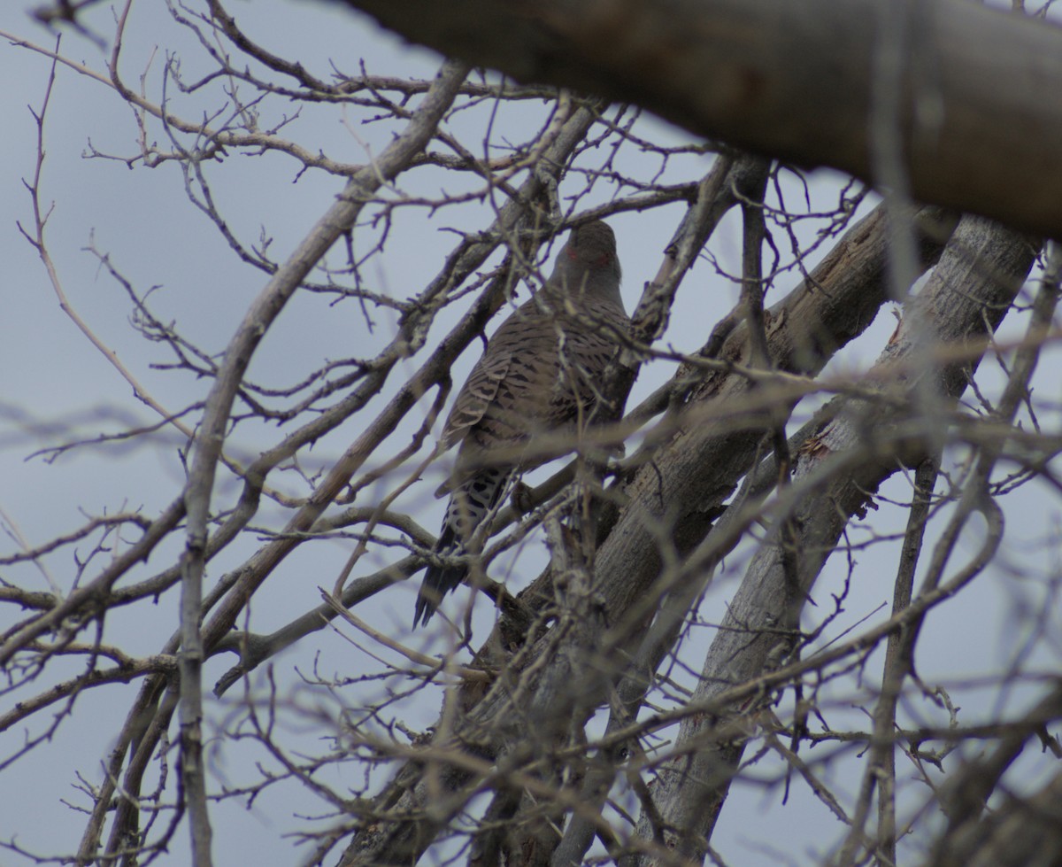 Northern Flicker (Yellow-shafted x Red-shafted) - ML645663291