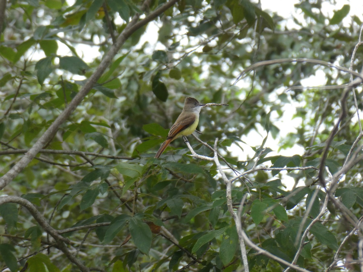 Dusky-capped Flycatcher - ML645663292
