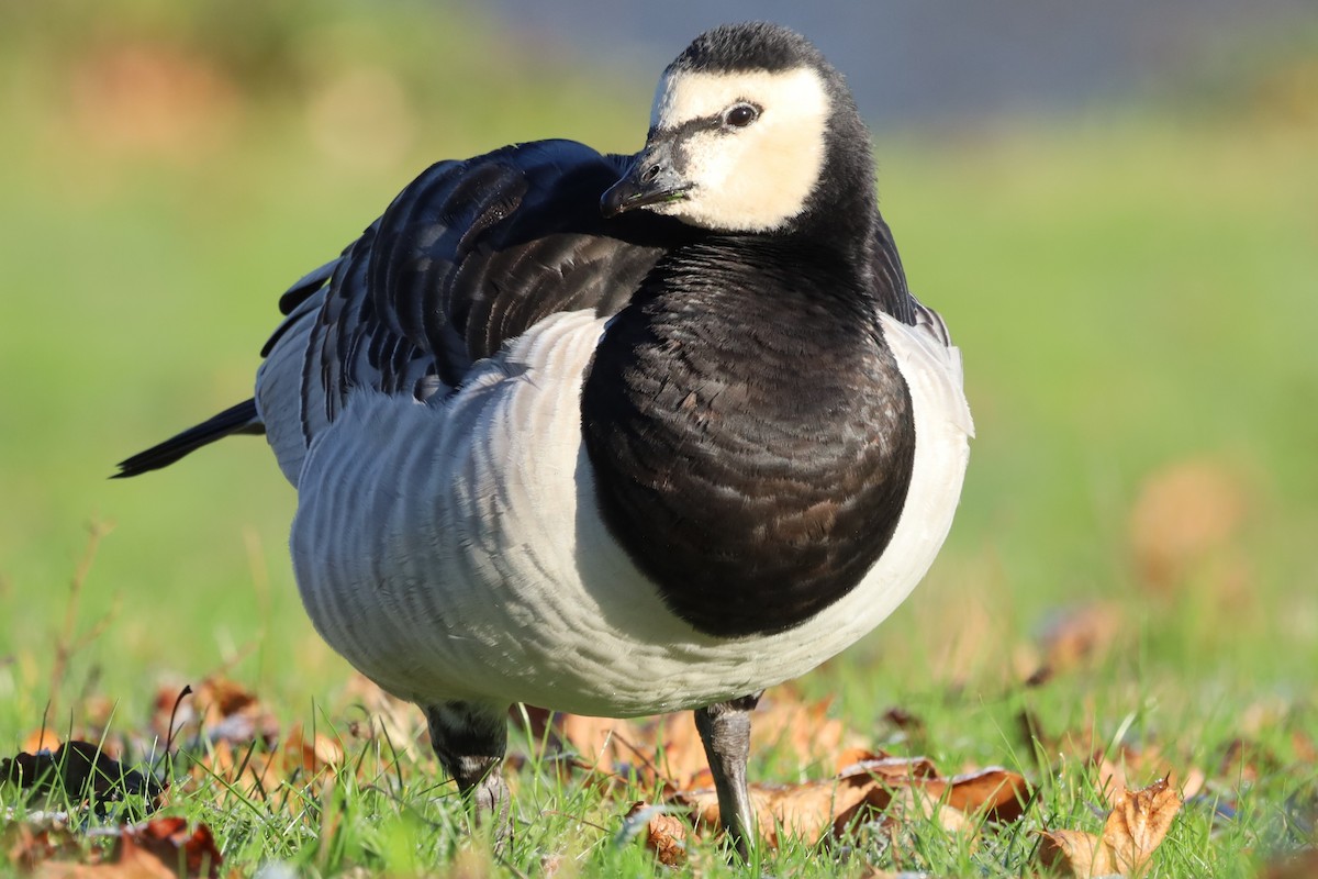 Barnacle Goose - ML645663293