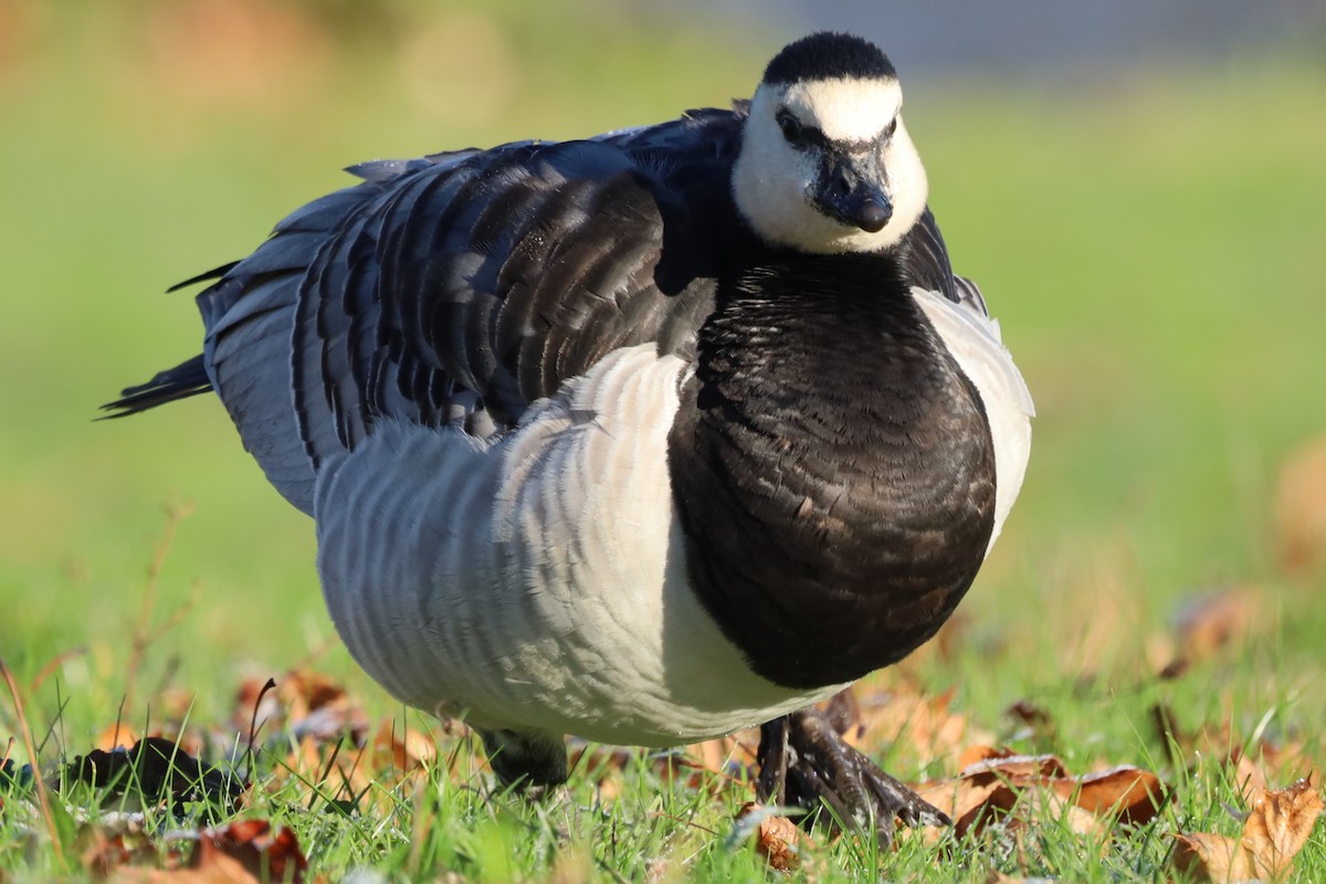 Barnacle Goose - ML645663296