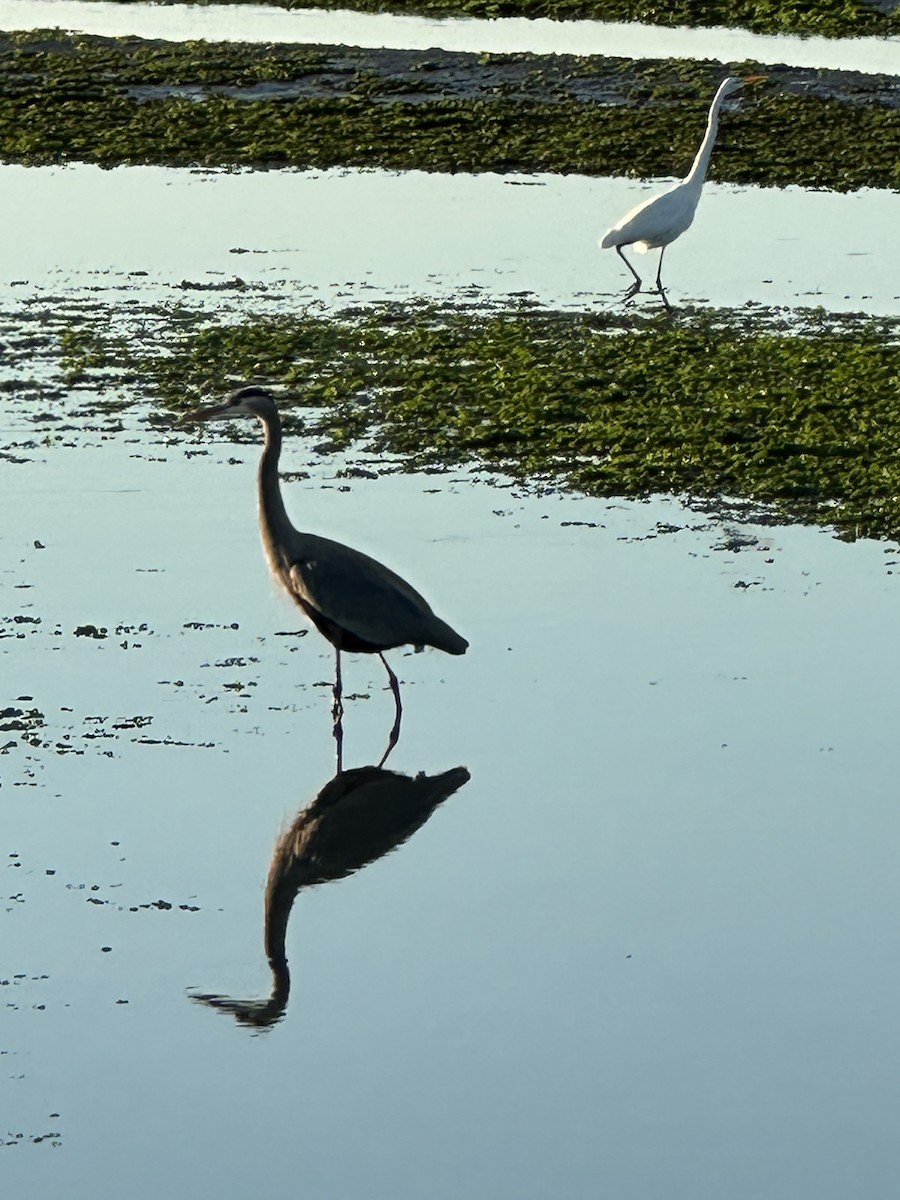 Great Egret - ML645663297