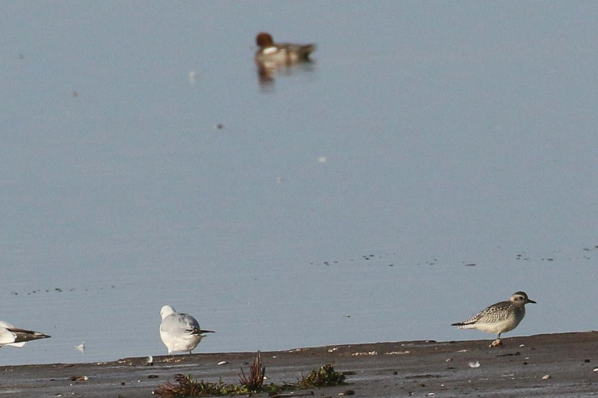 Black-bellied Plover - ML645663301