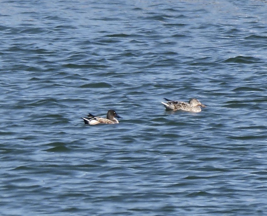 Northern Shoveler - ML645663303