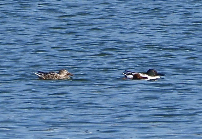 Northern Shoveler - ML645663304