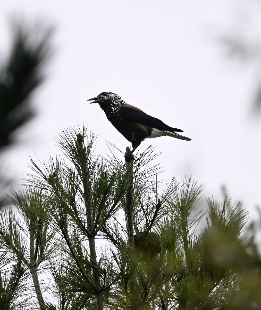 Southern Nutcracker - ML645663305