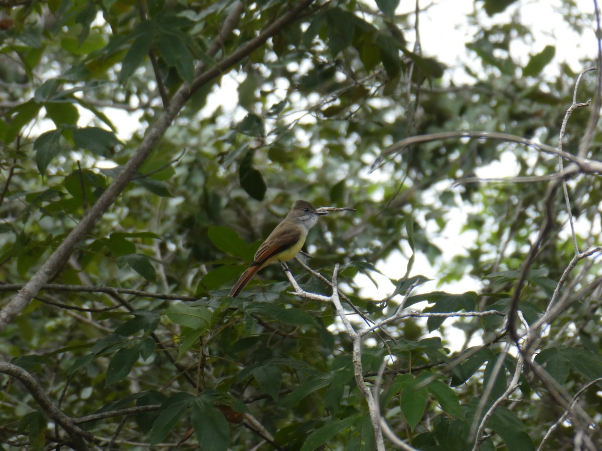 Dusky-capped Flycatcher - ML645663308