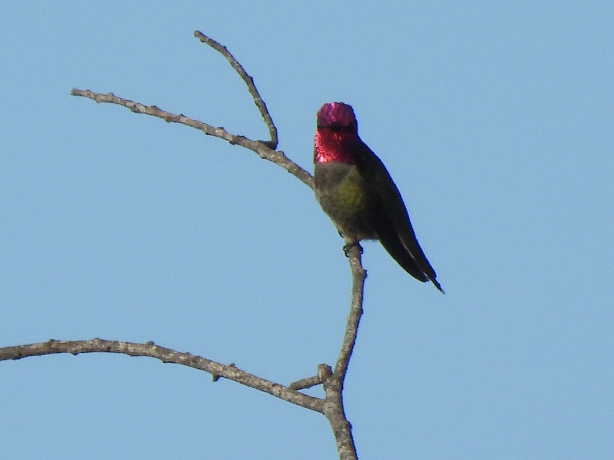 Anna's Hummingbird - ML645663309