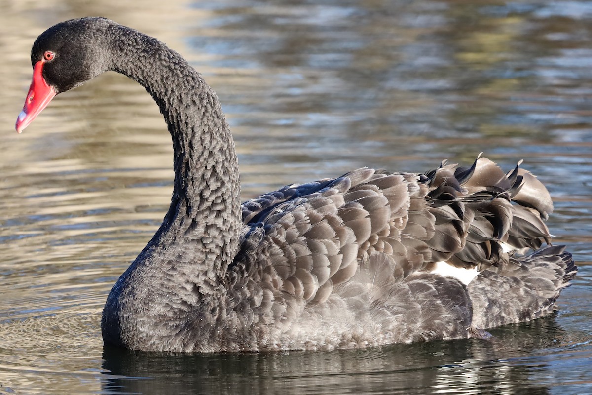 Black Swan - ML645663310