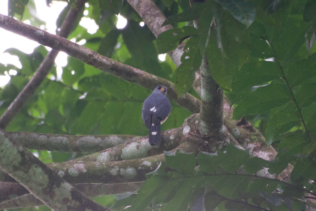 Spot-tailed Goshawk - ML645663311