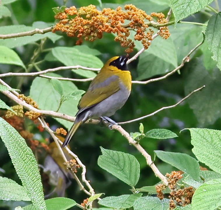 Cardinal à ventre blanc - ML645663316