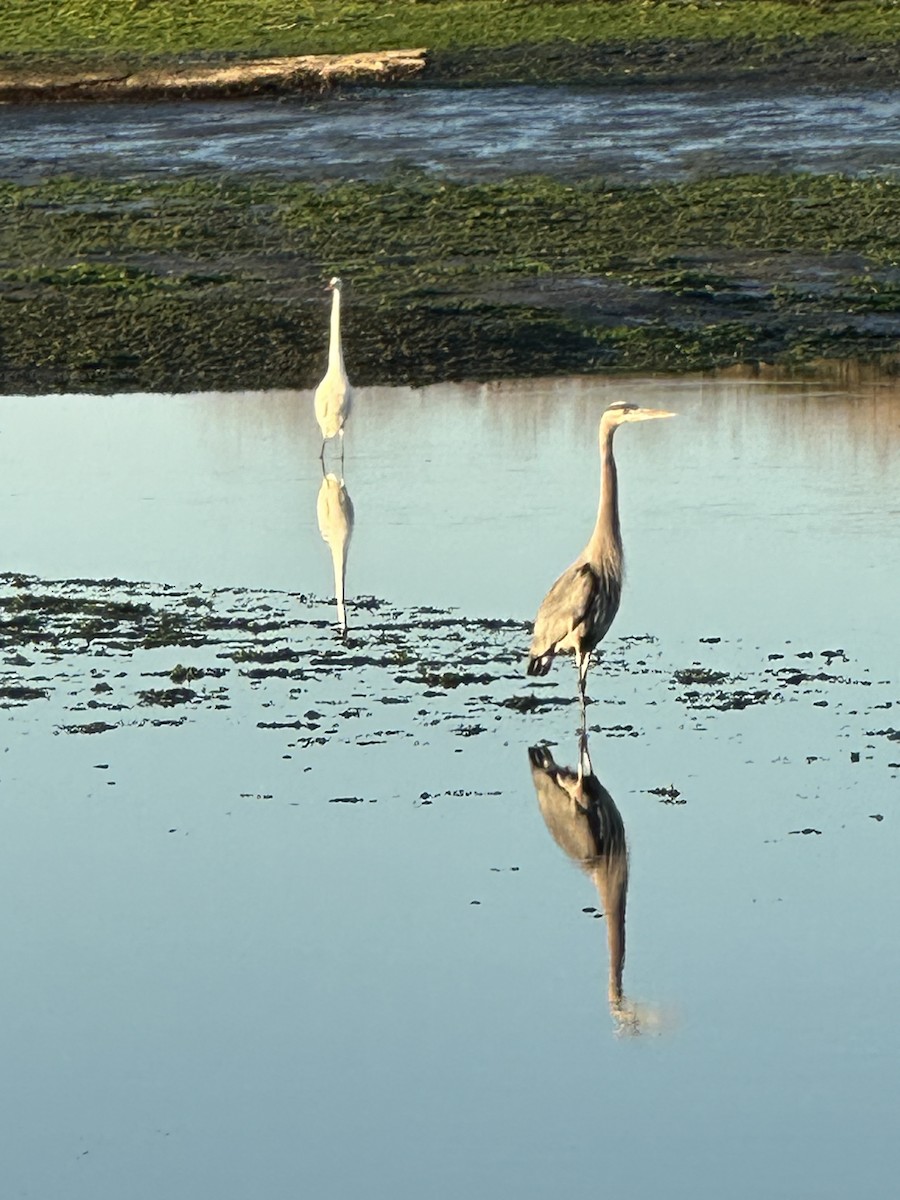 Great Blue Heron - ML645663319