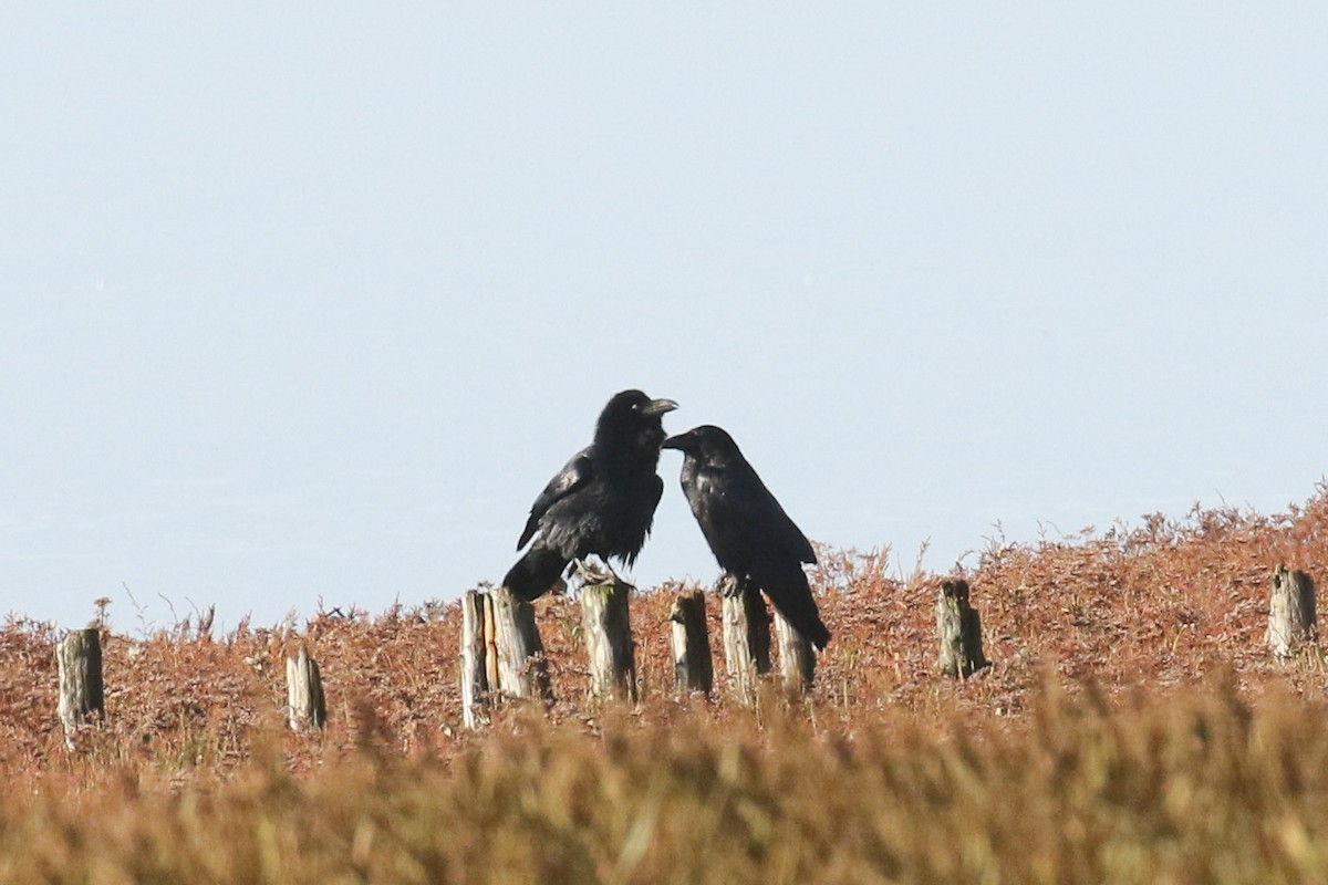 עורב שחור - ML645663336