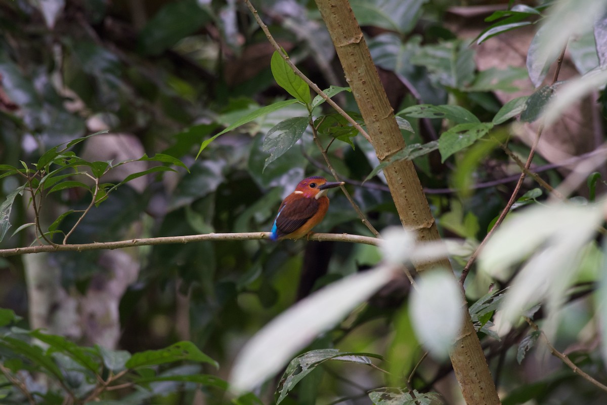 Sulawesi Dwarf-Kingfisher - ML645663346