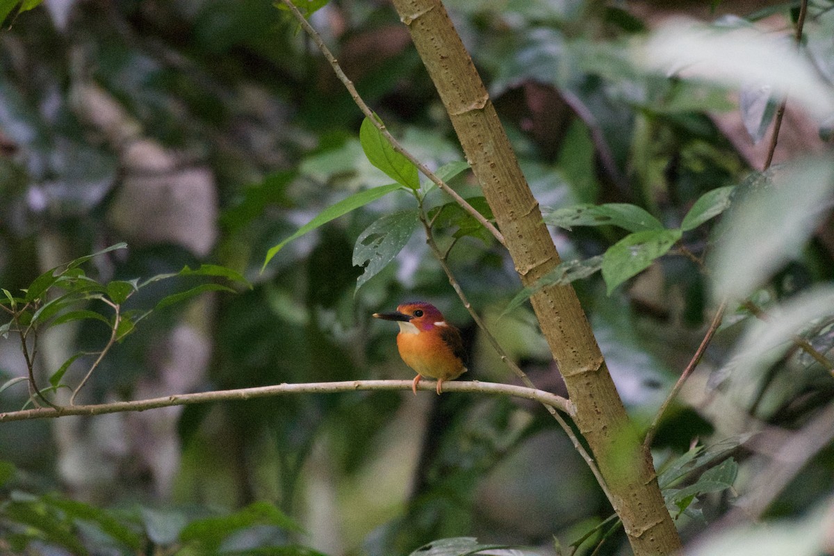 Sulawesi Dwarf-Kingfisher - ML645663347
