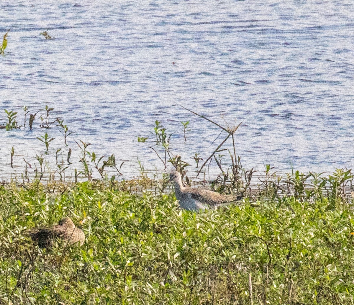 vodouš velký - ML645663353