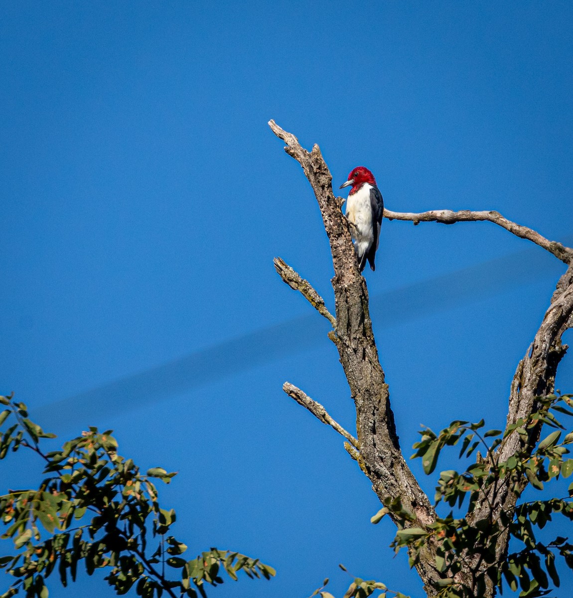 Red-headed Woodpecker - ML645663371