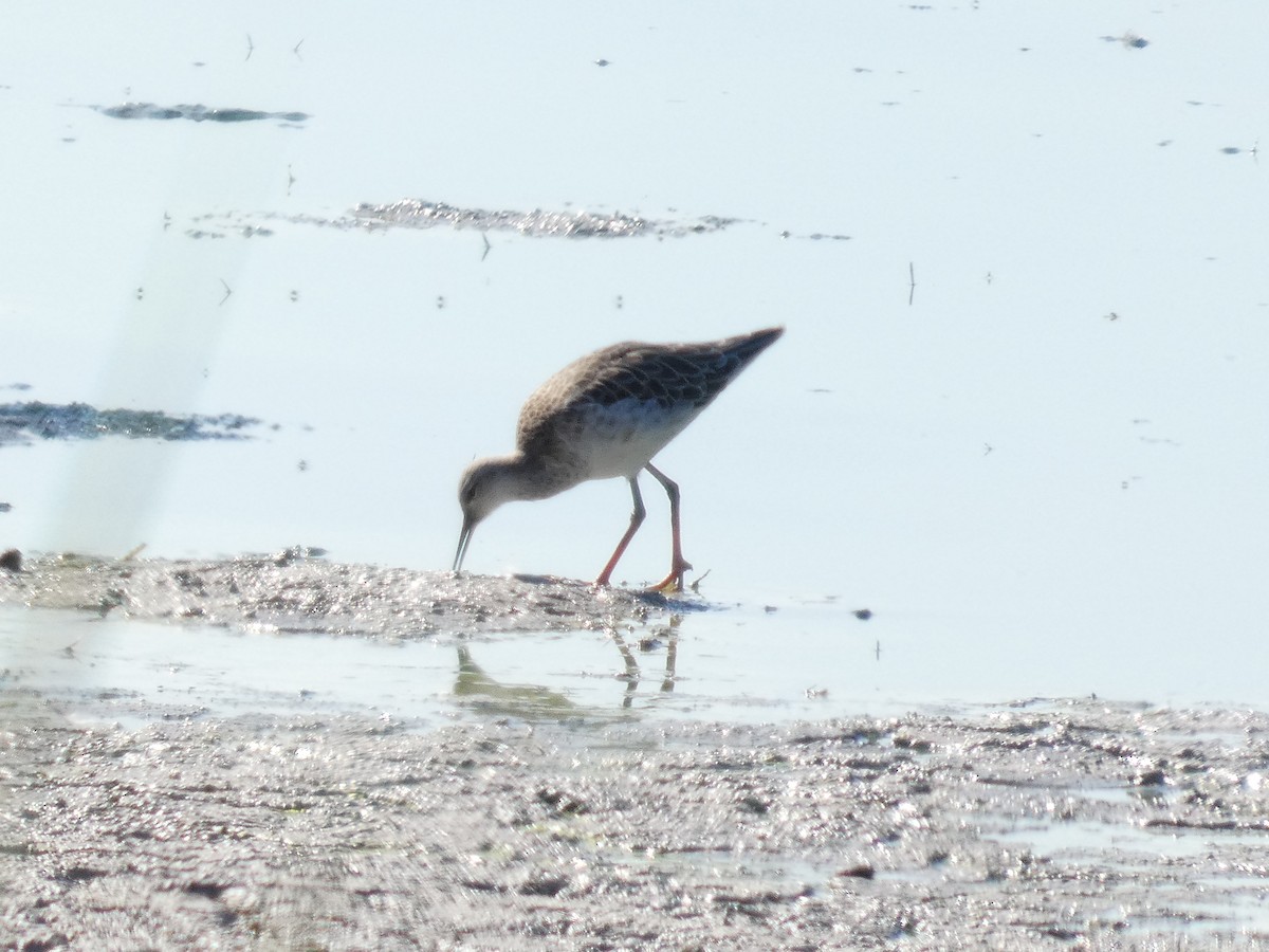 Combattant varié - ML645663372