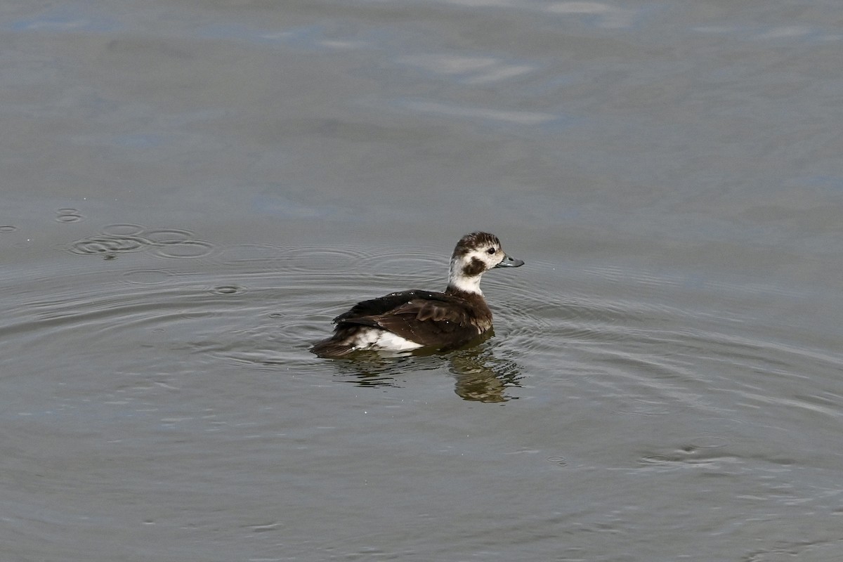 Long-tailed Duck - ML645663374