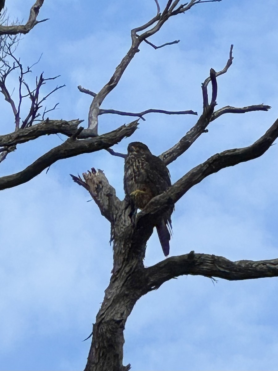 New Zealand Falcon - ML645663380