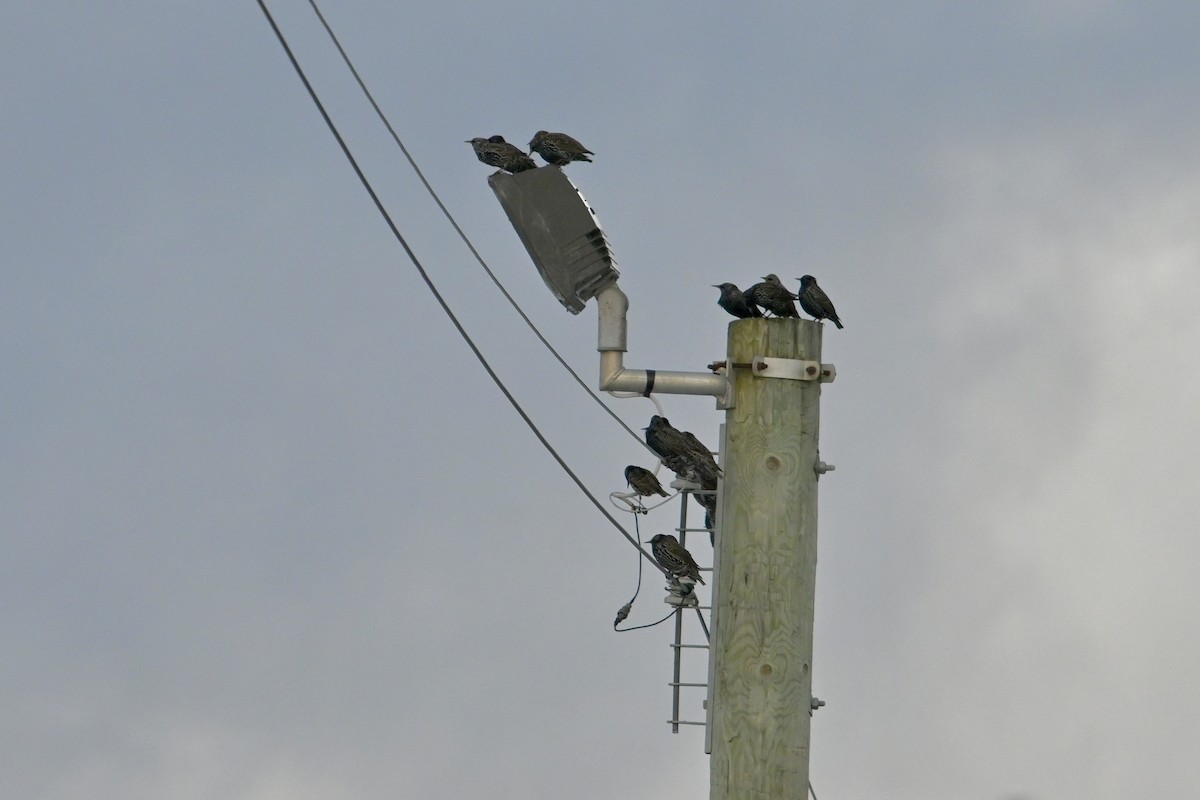 European Starling - ML645663383