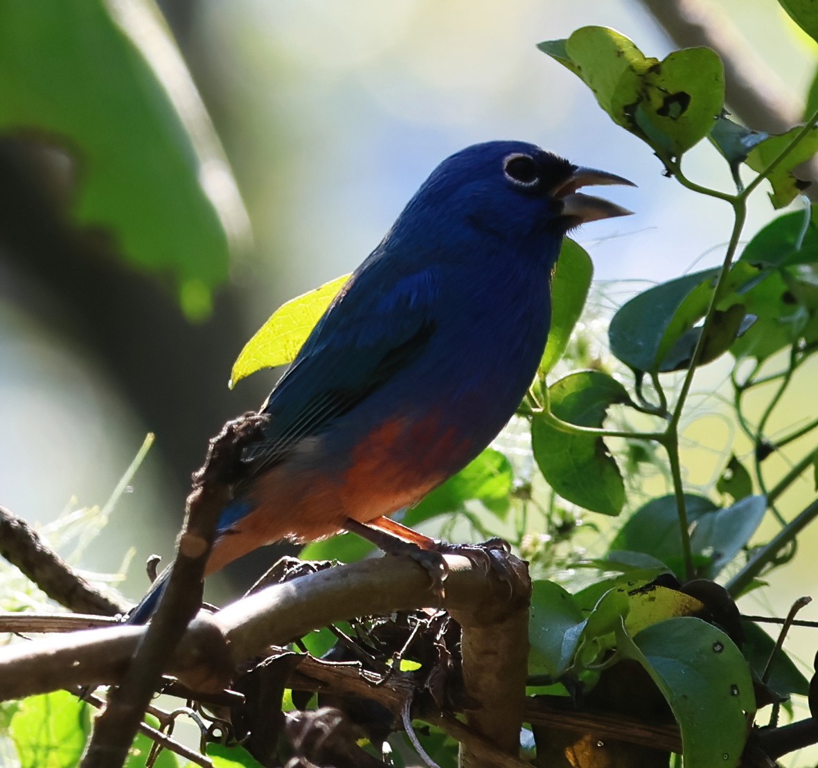 Passerin à ventre rose - ML645663394