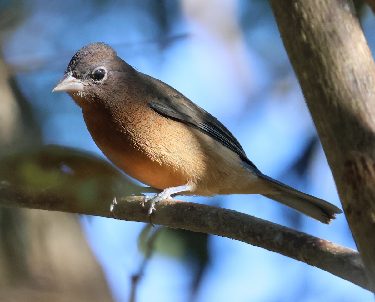 Passerin à ventre rose - ML645663398