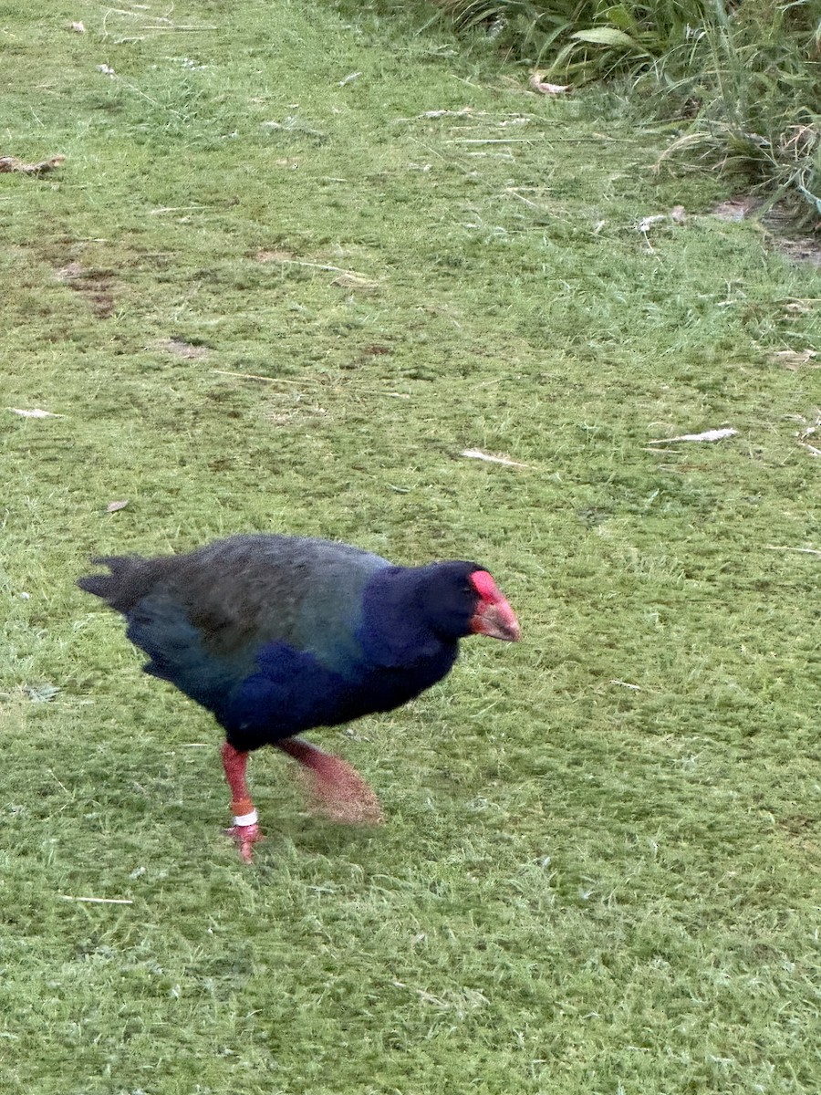 South Island Takahe - ML645663408