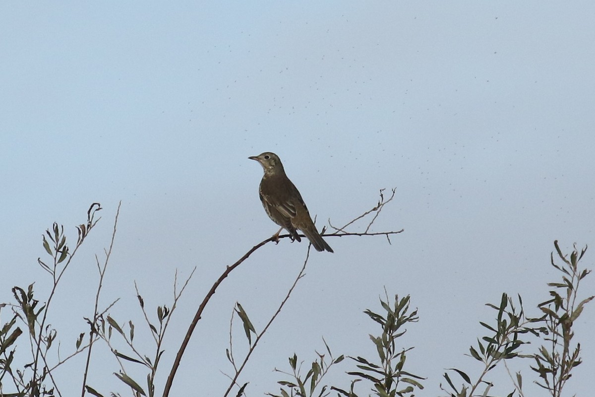 槲鶇 - ML645663410