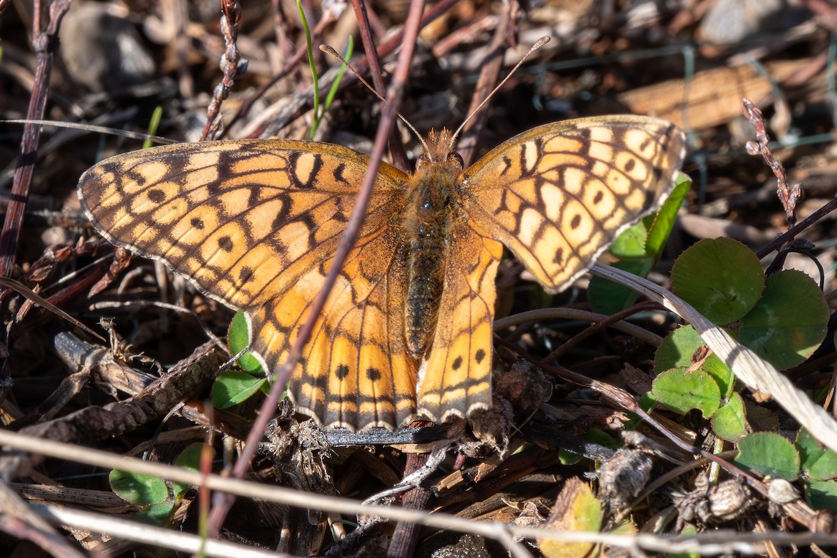 Variegated Fritillary - ML645663414