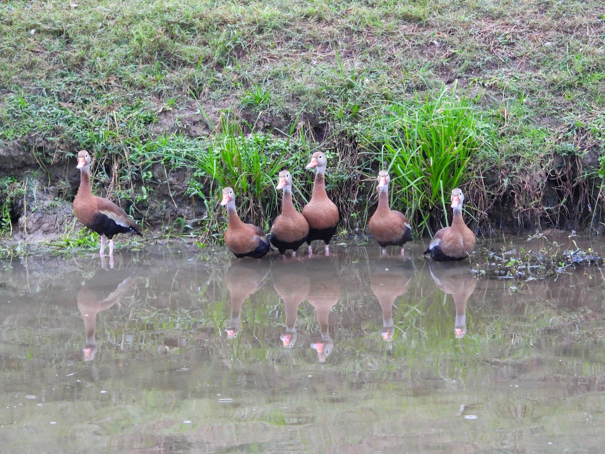 Black-bellied Whistling-Duck - ML645663416