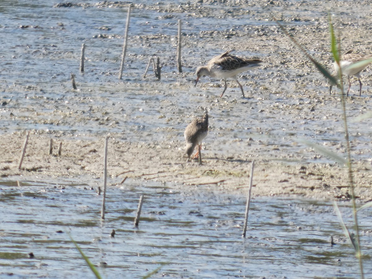 Combattant varié - ML645663422