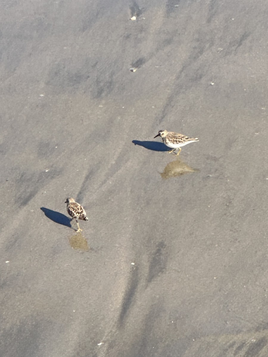 Least Sandpiper - ML645663432