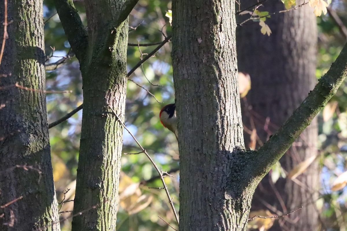 נקר ירוק - ML645663433