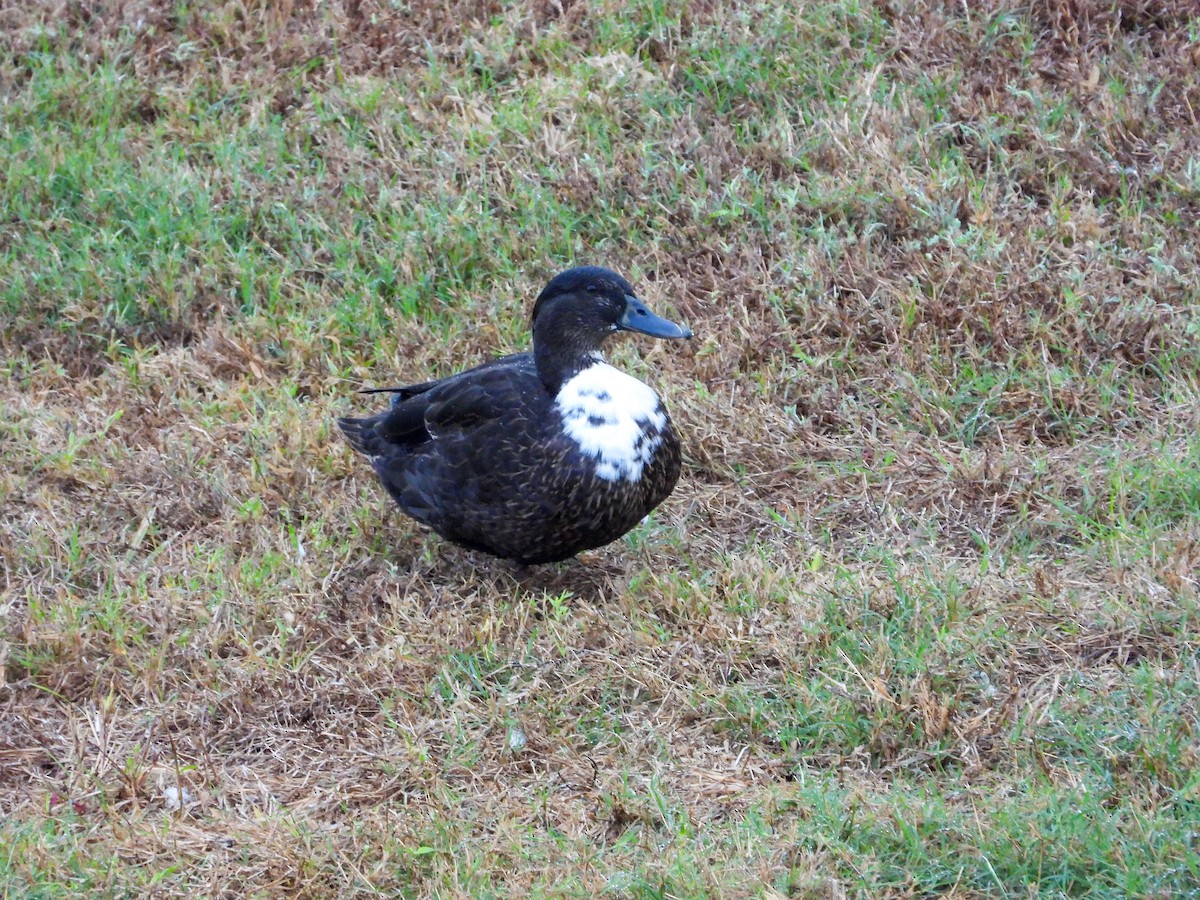 Muscovy Duck (Domestic type) - ML645663442