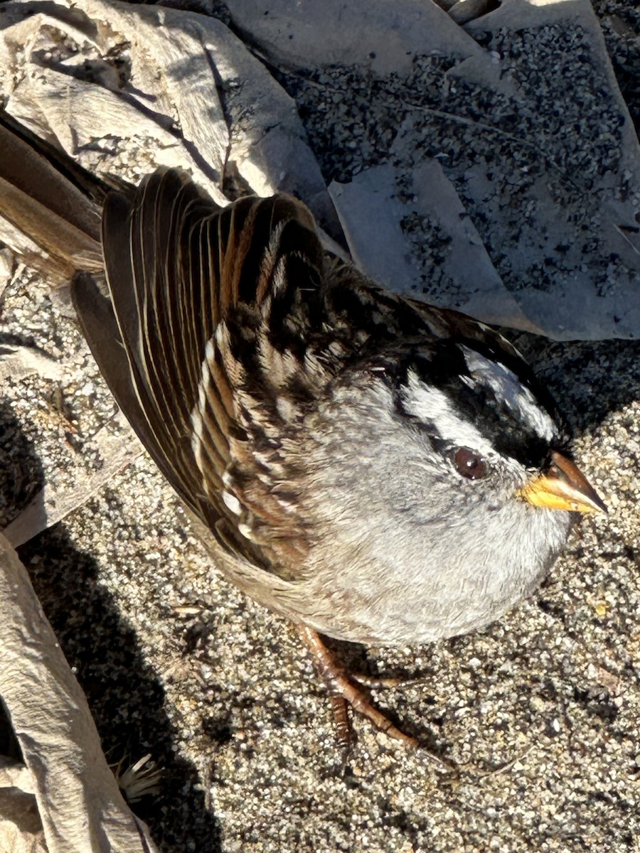 White-crowned Sparrow (pugetensis) - ML645663454
