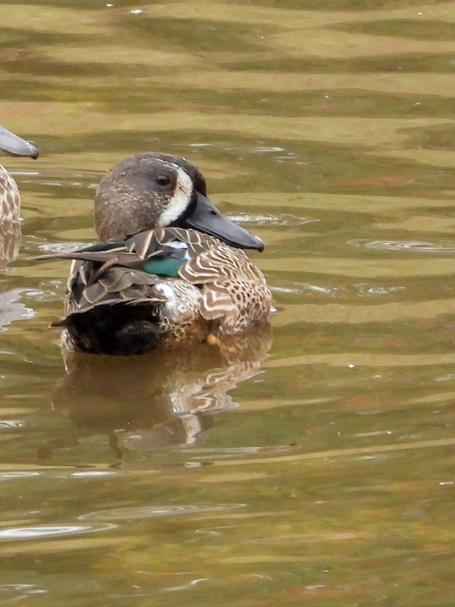 Blue-winged Teal - ML645663457