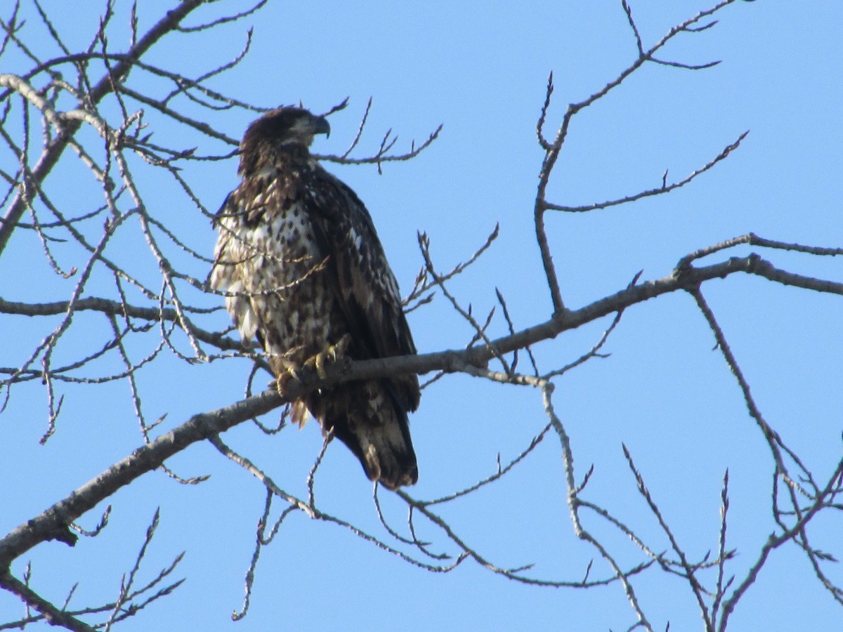 Weißkopf-Seeadler - ML645663461