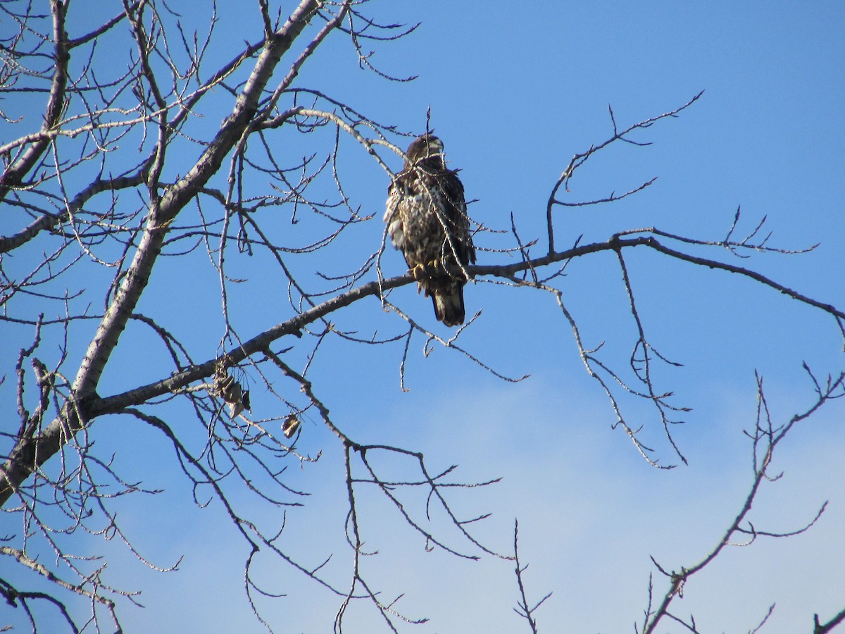 Weißkopf-Seeadler - ML645663463