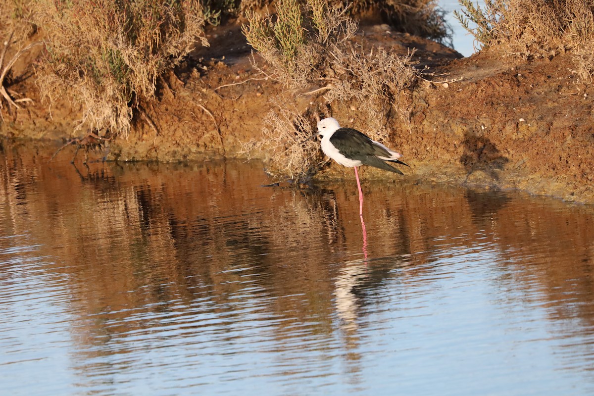 Zankaluze eurasiarra - ML645663472